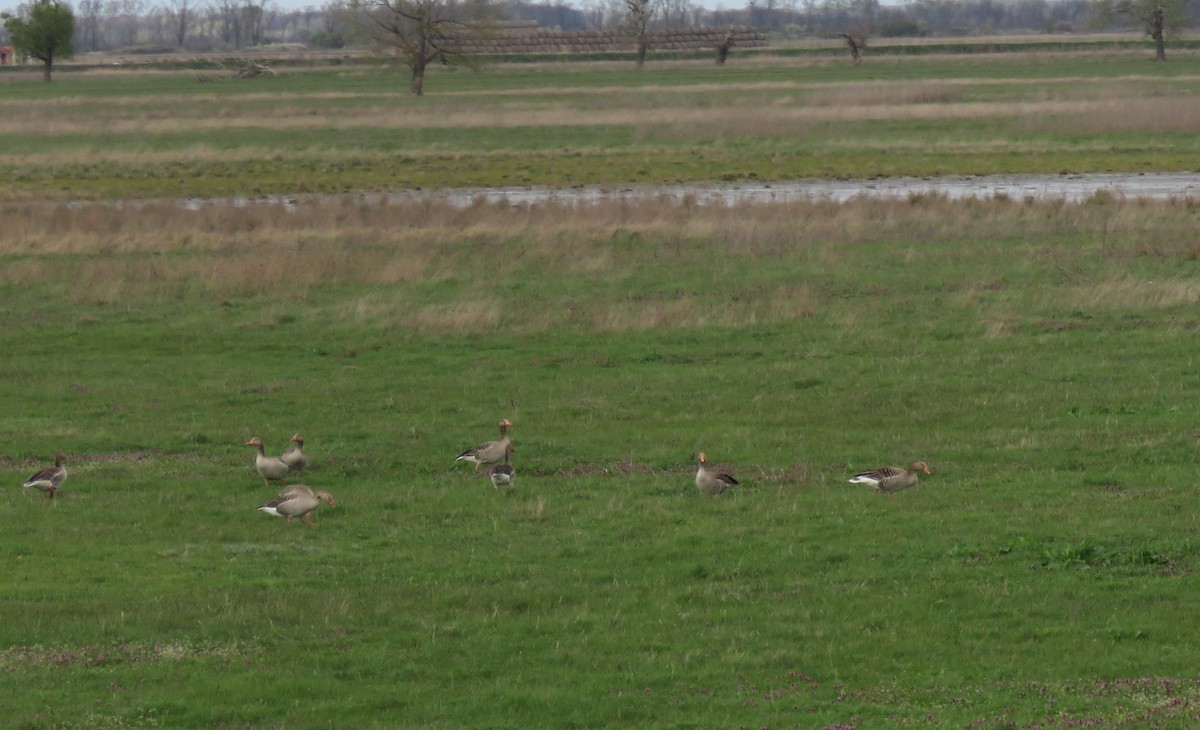 Graylag Goose - ML616808205