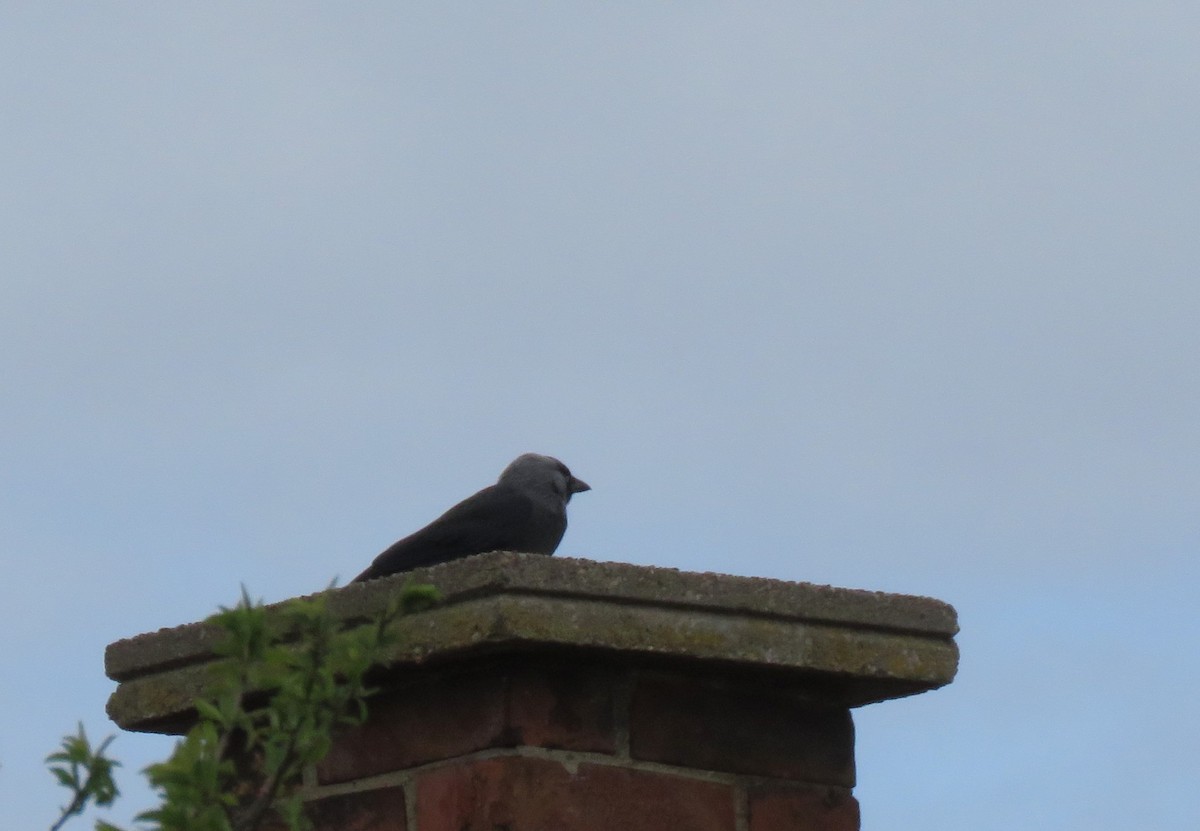 Eurasian Jackdaw - ML616808206