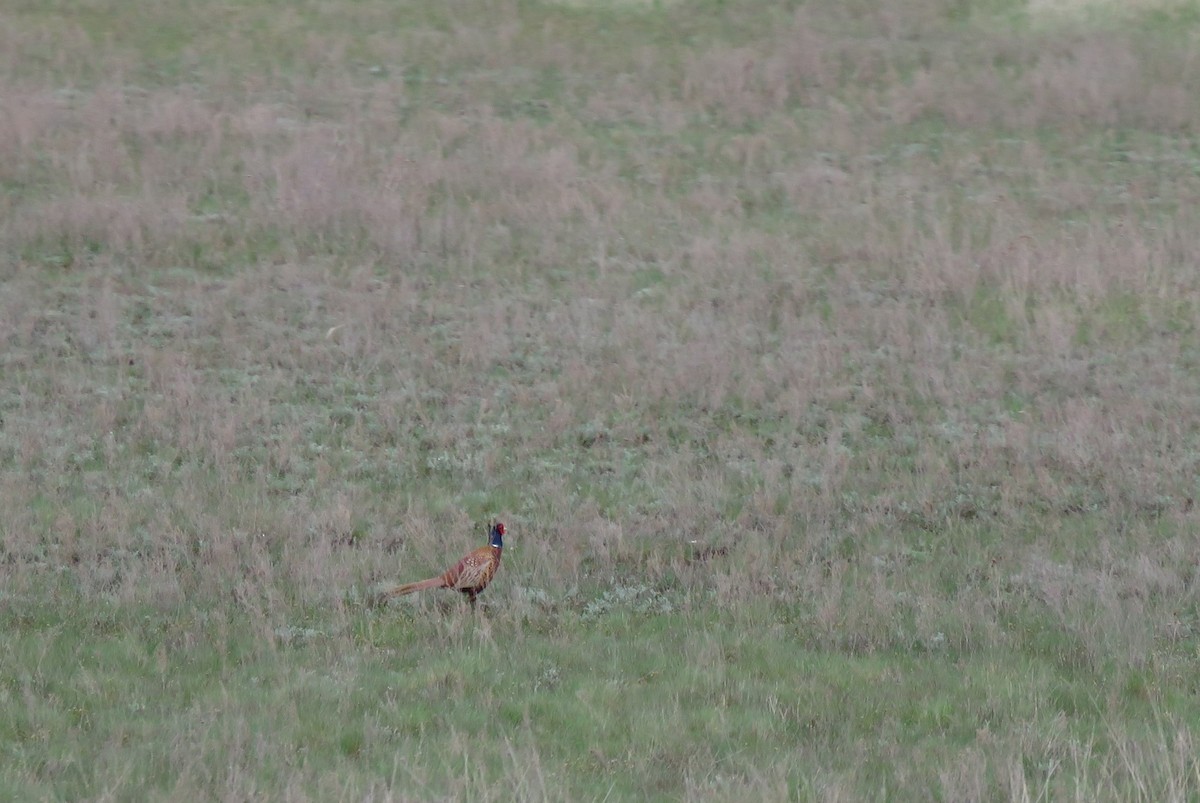 Ring-necked Pheasant - ML616808214