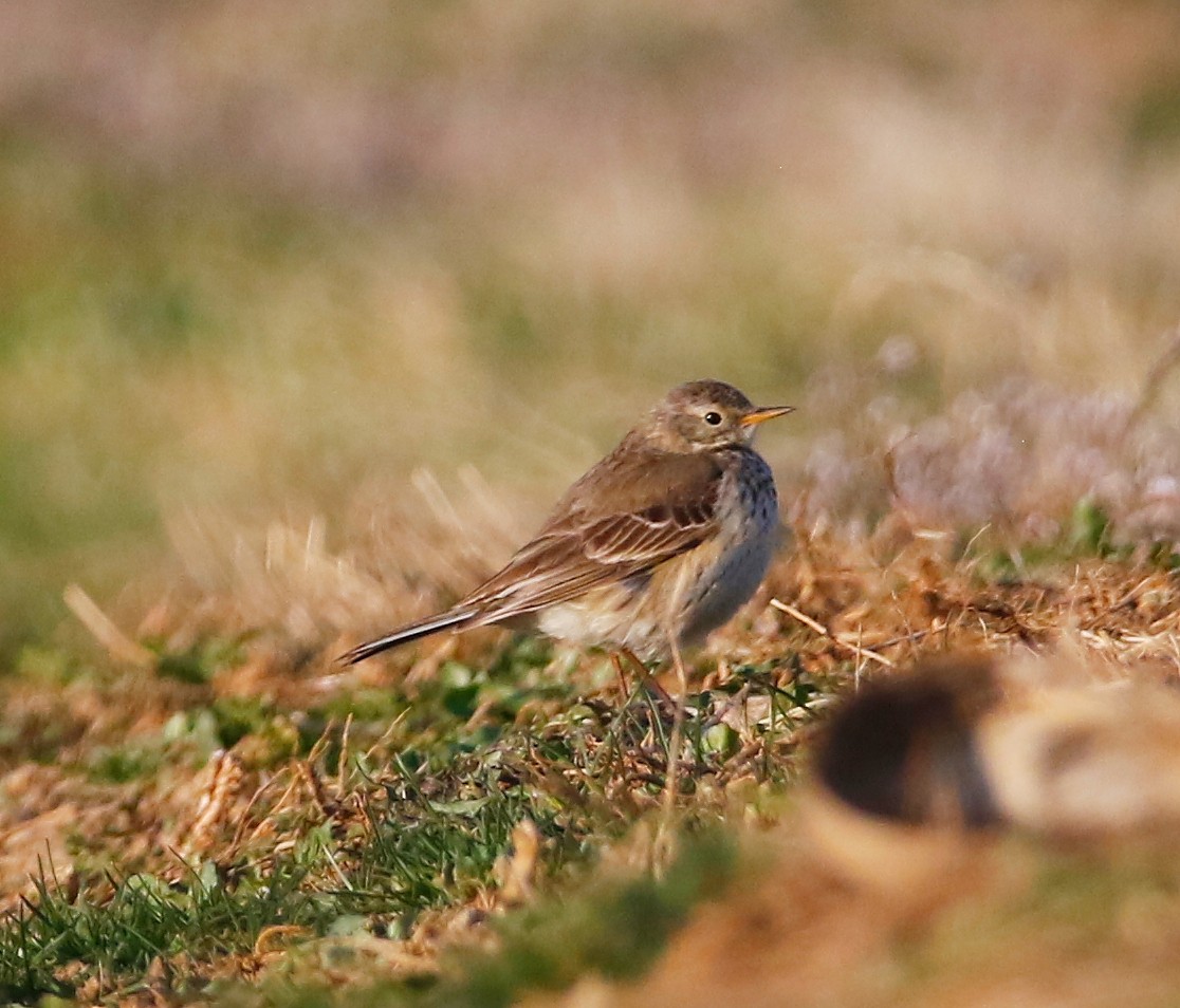 American Pipit - Lowell Burket