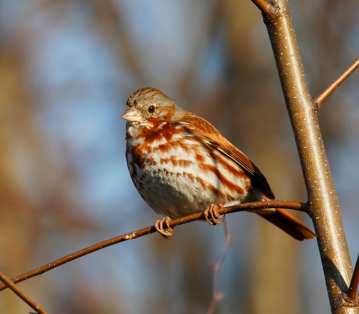 Fox Sparrow - ML616808227