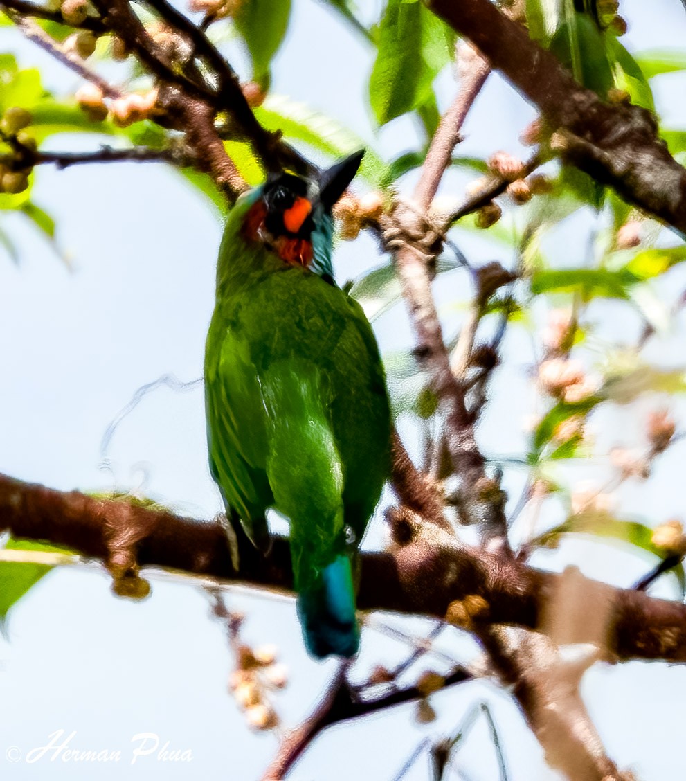 Kara Kulaklı Barbet - ML616808245