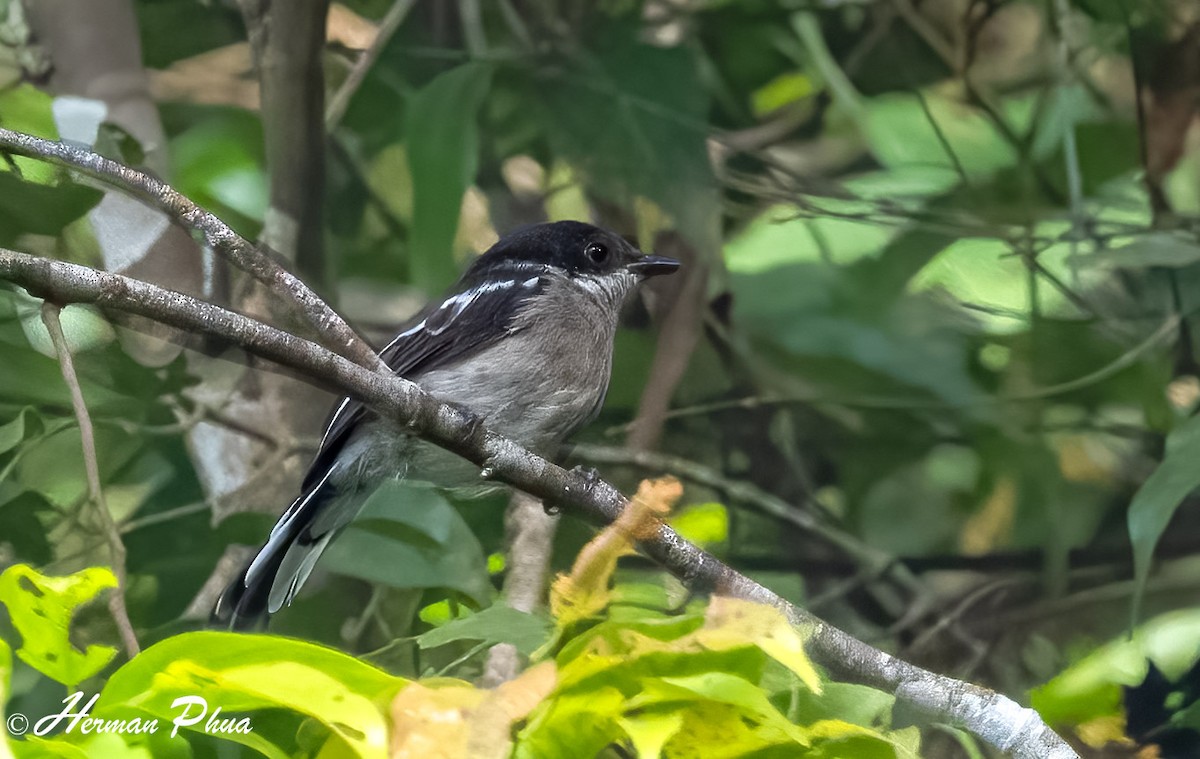 Bar-winged Flycatcher-shrike - ML616808252