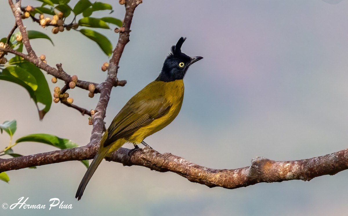 Black-crested Bulbul - ML616808253