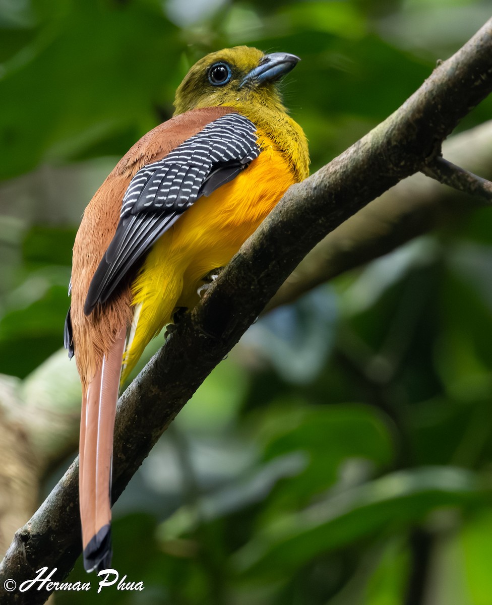 Orange-breasted Trogon - Herman Phua