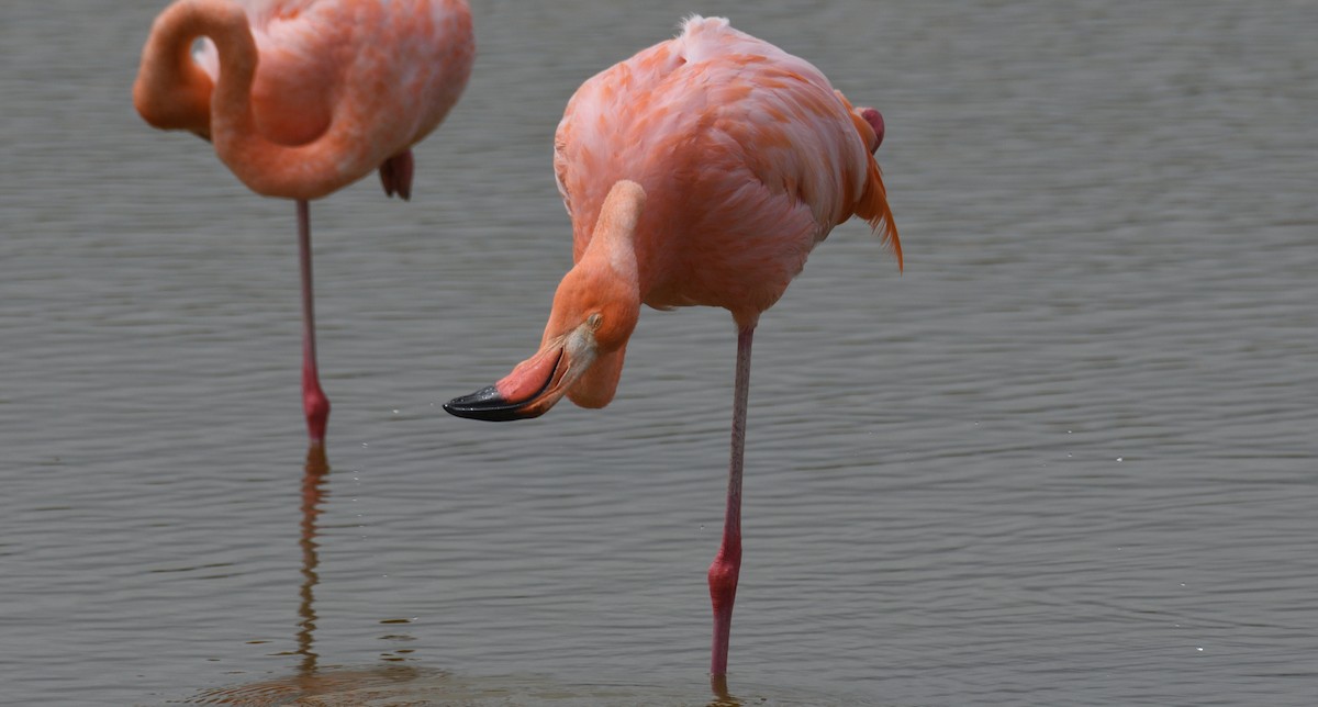 Amerika Flamingosu - ML616808281