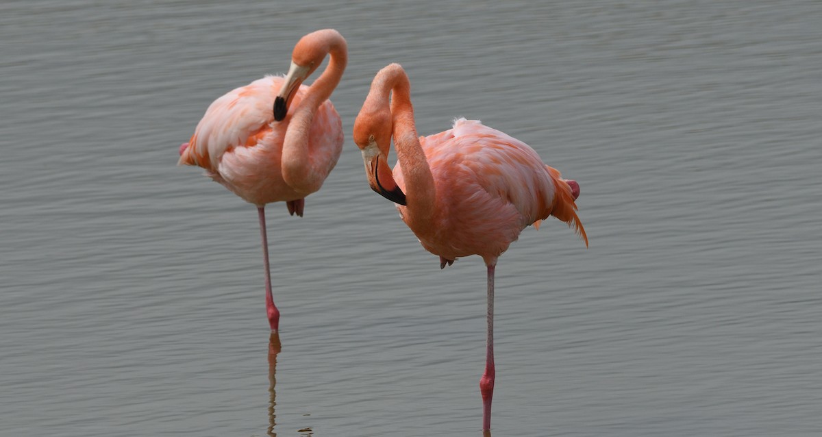 Amerika Flamingosu - ML616808282