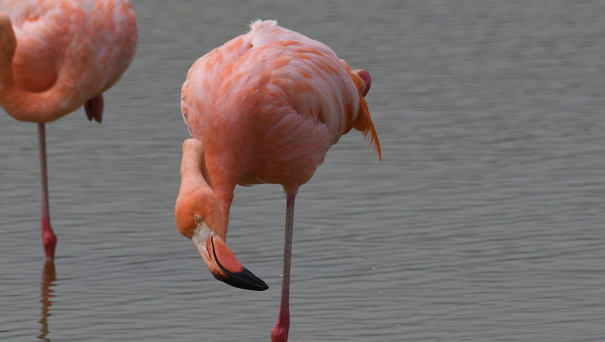 Amerika Flamingosu - ML616808283