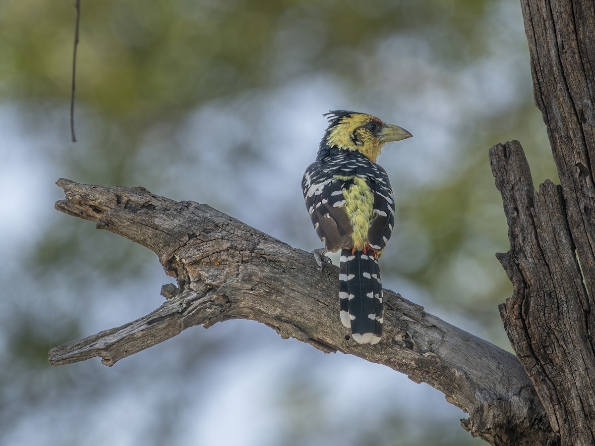 Crested Barbet - ML616808373