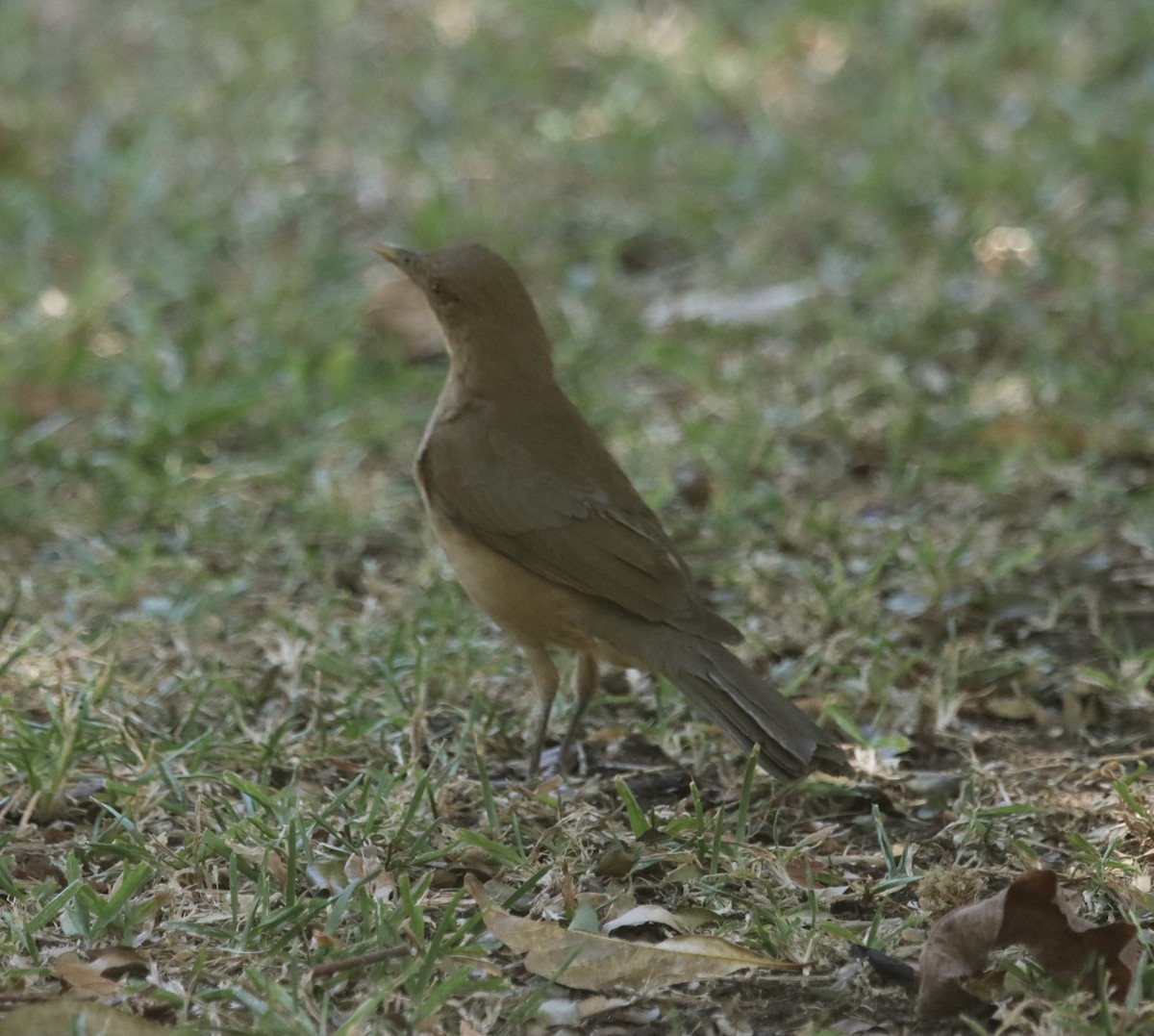 Clay-colored Thrush - Matthew Hewitt