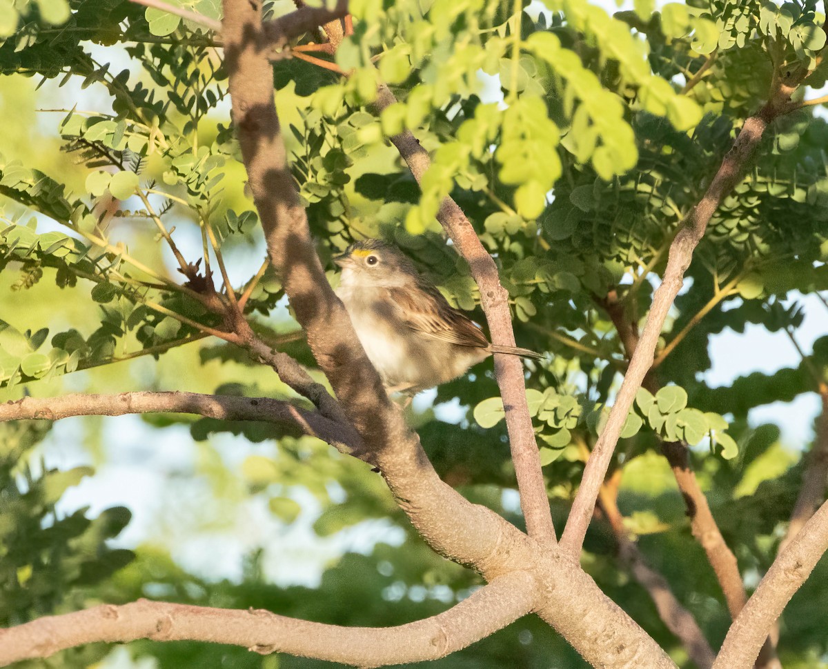 Grassland Sparrow - ML616808480