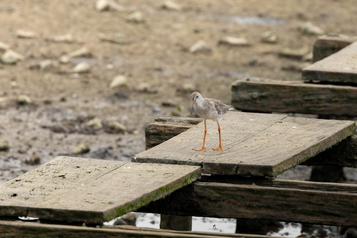 Common Redshank - Bao Shen Yap