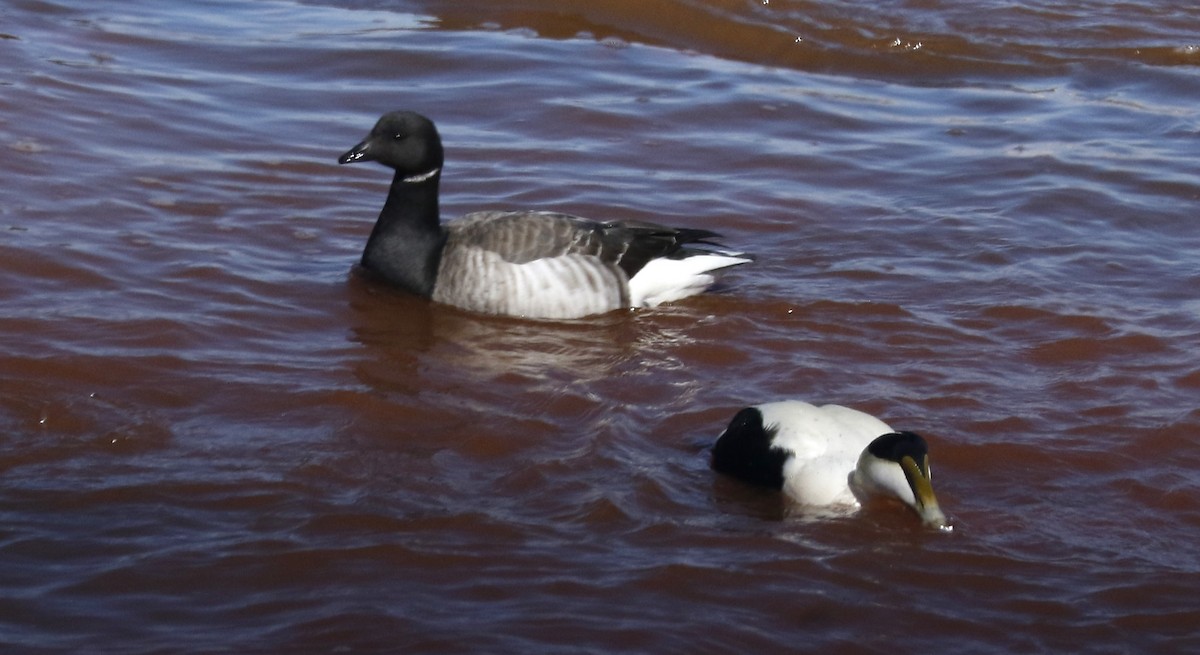 Branta musubeltza (hrota) - ML616808502