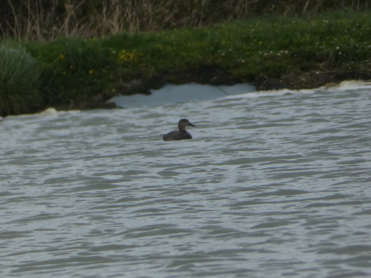 Gadwall - ML616808534