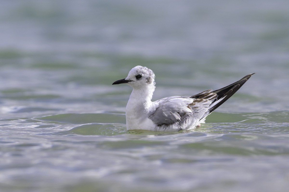 Bonaparte's Gull - Amy Hudechek