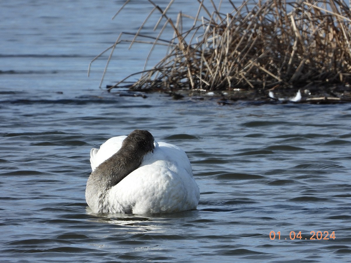 Trumpeter Swan - ML616808583