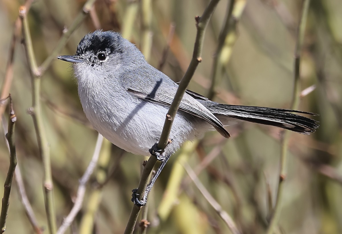 California Gnatcatcher - Gareth Hughes