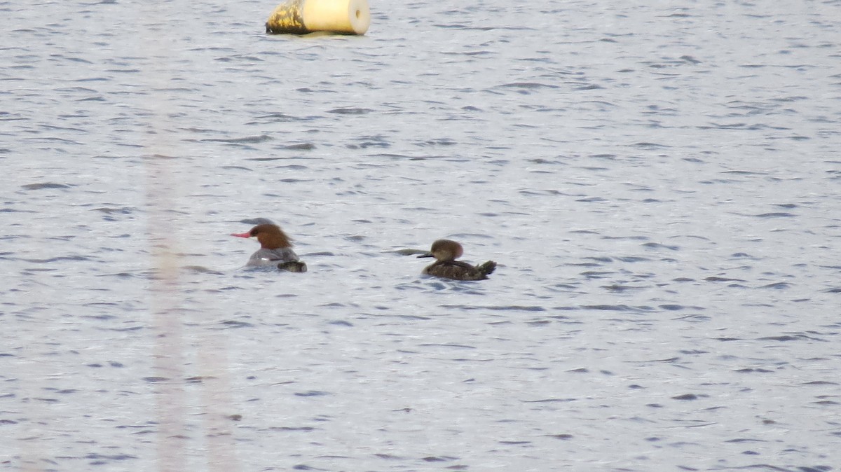 Hooded Merganser - ML61680861