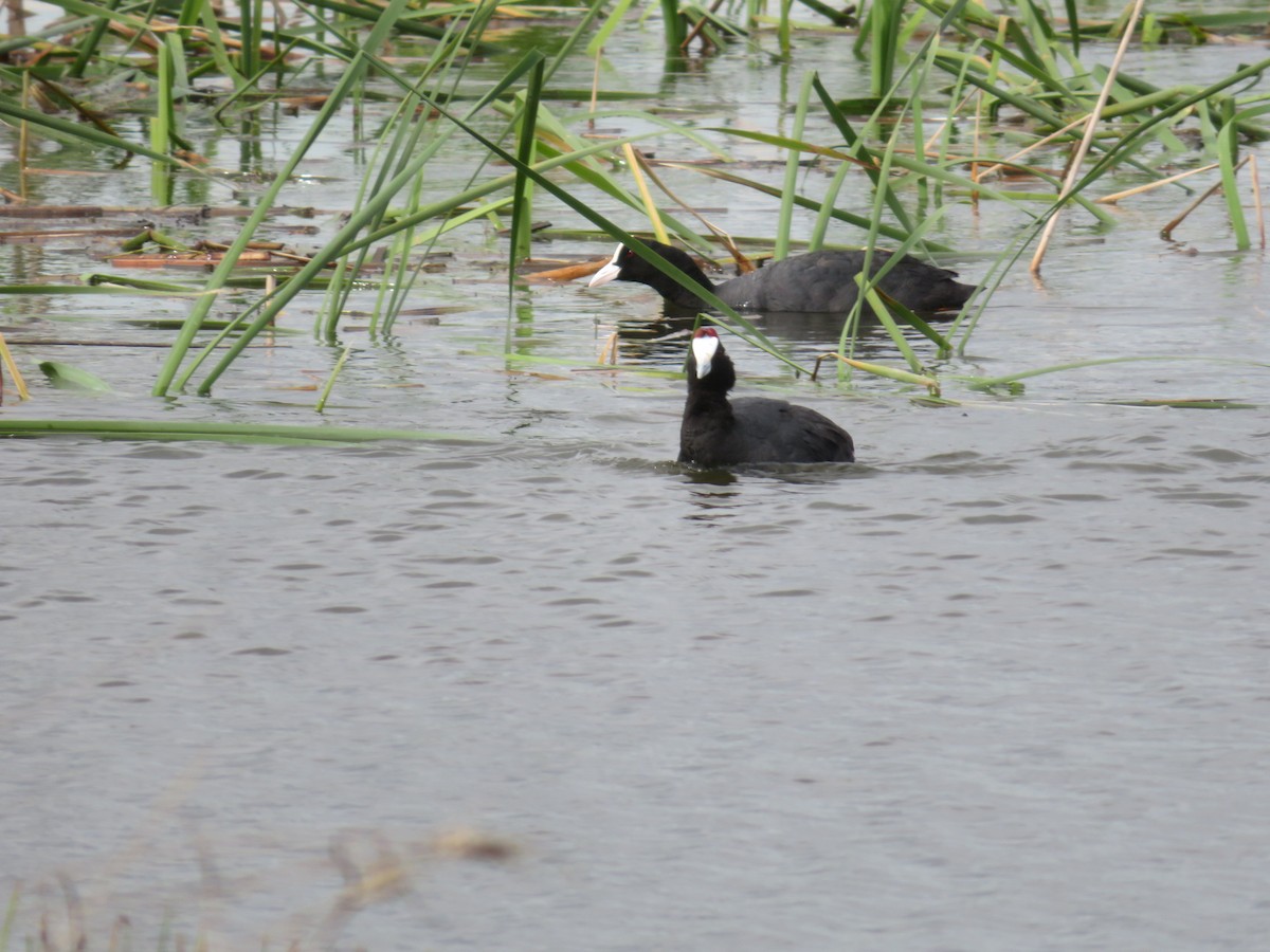 Red-knobbed Coot - ML616808637