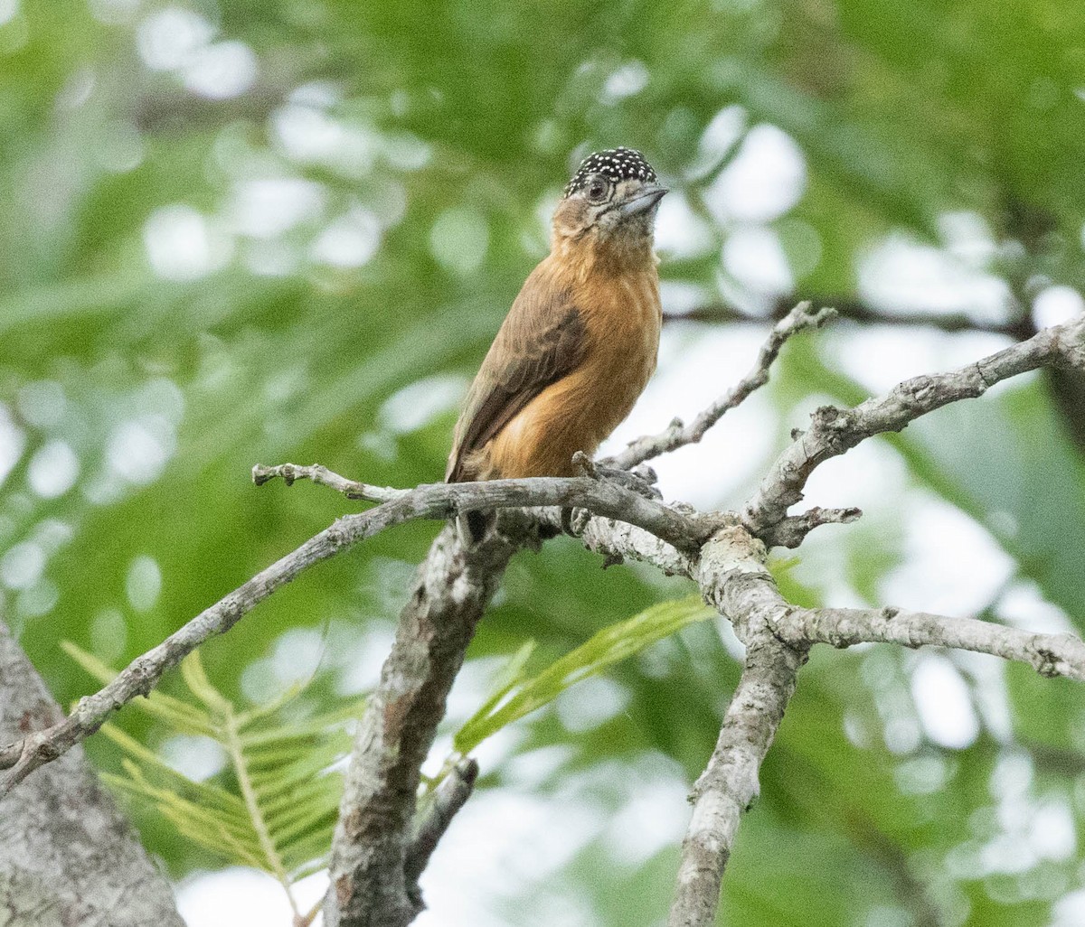 Ochraceous Piculet - Tony Frank