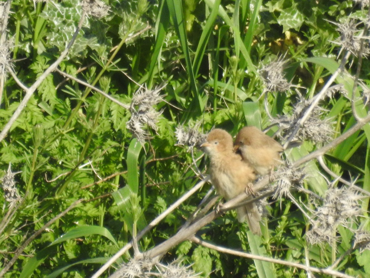 Iraq Babbler - ML616808693