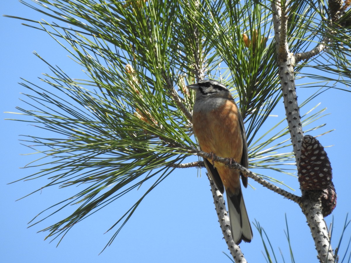 Rock Bunting - ML616808704