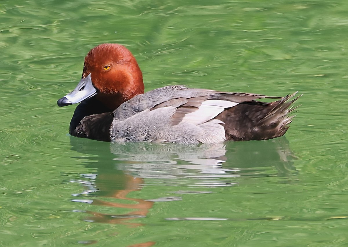 Redhead - Gareth Hughes