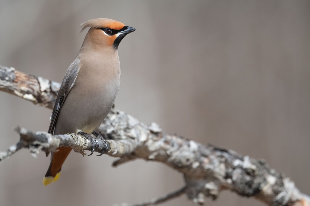 Bohemian Waxwing - ML616808805