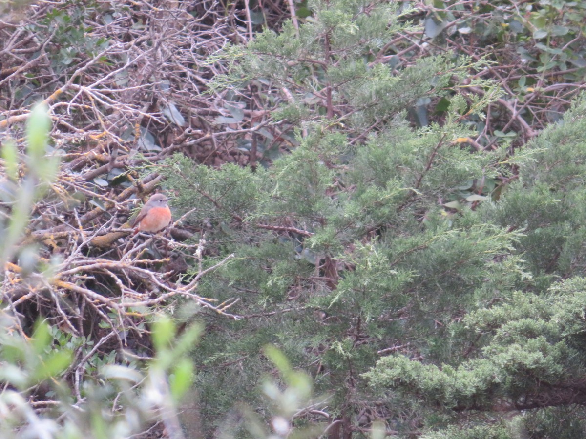 Common Redstart - Paula Lopes