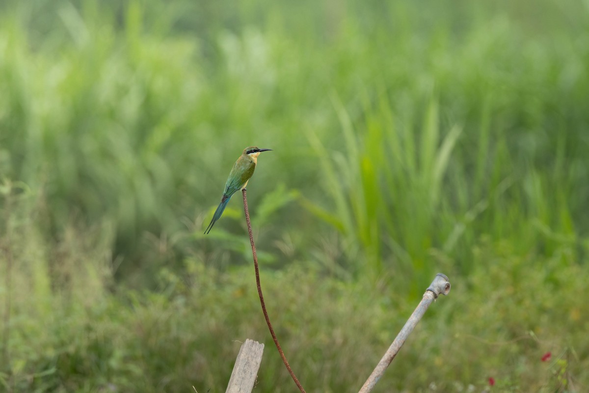 Blue-tailed Bee-eater - Bao Shen Yap
