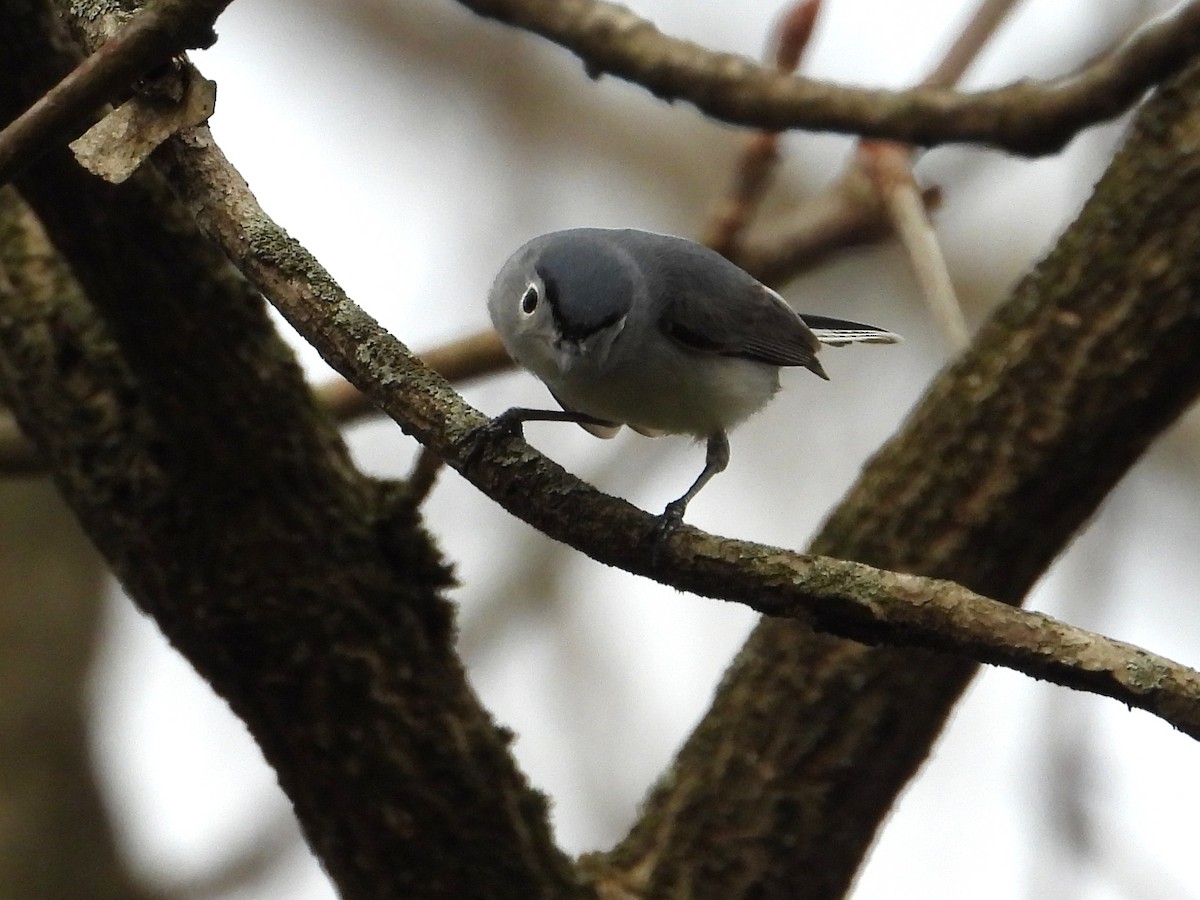 Blue-gray Gnatcatcher - ML616808855