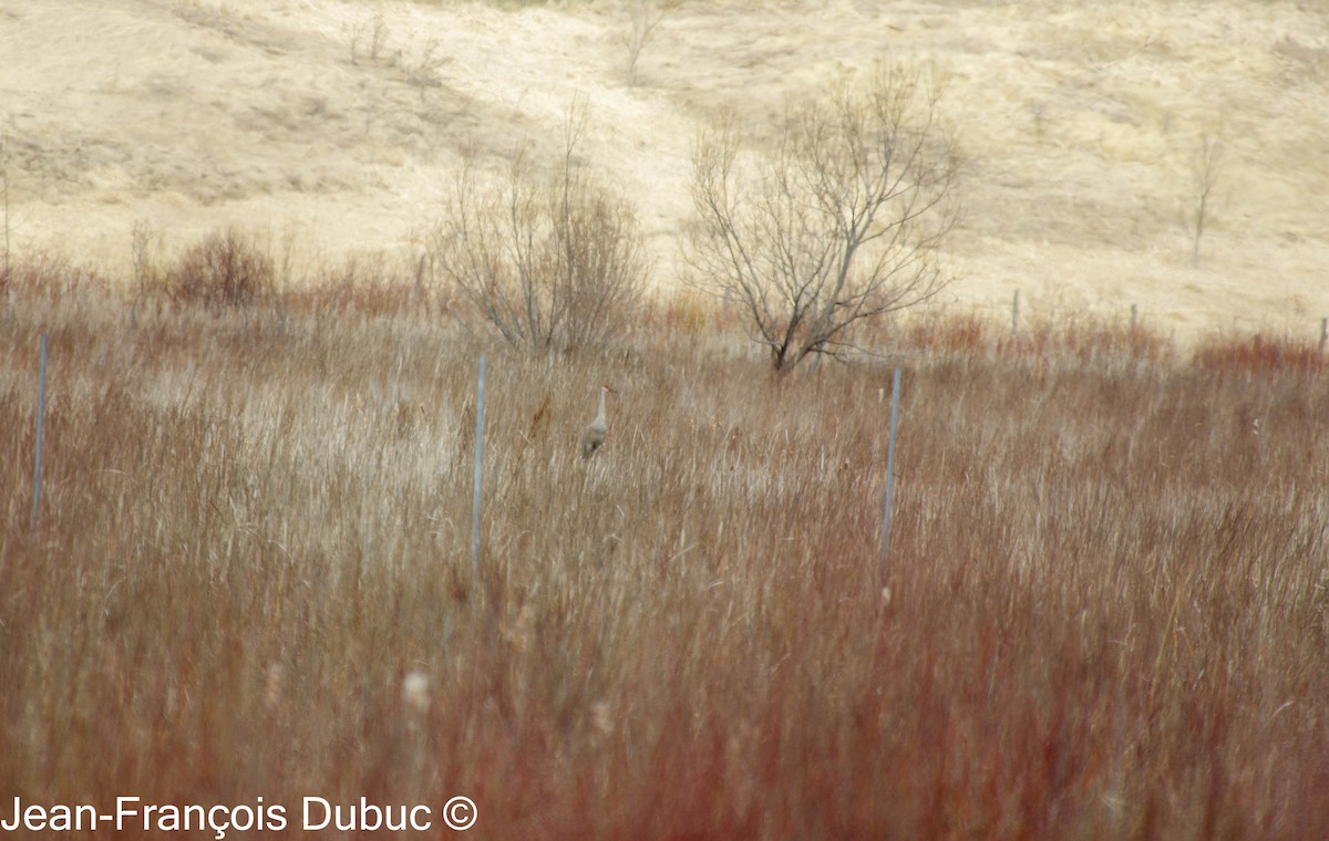 Sandhill Crane - ML616808858