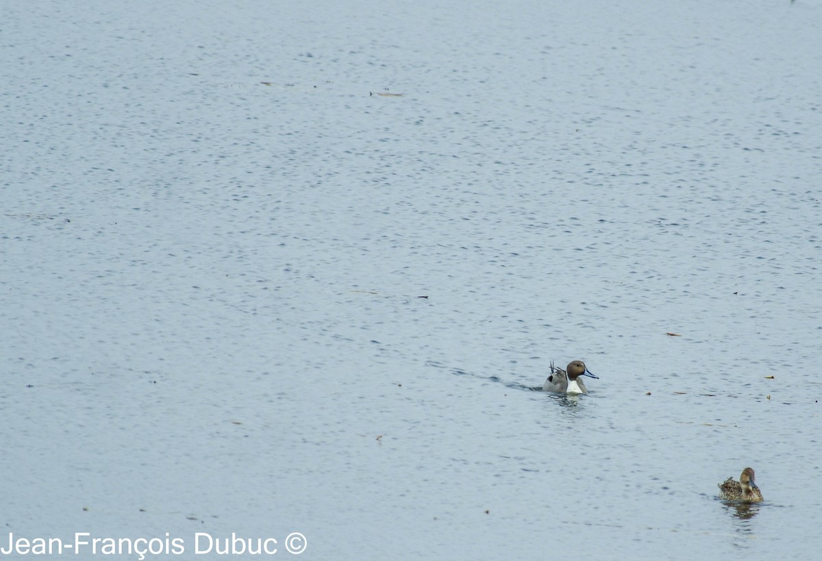 Northern Pintail - JF Dubuc