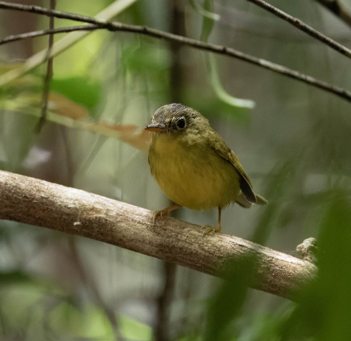 Alström's Warbler - ML616808870