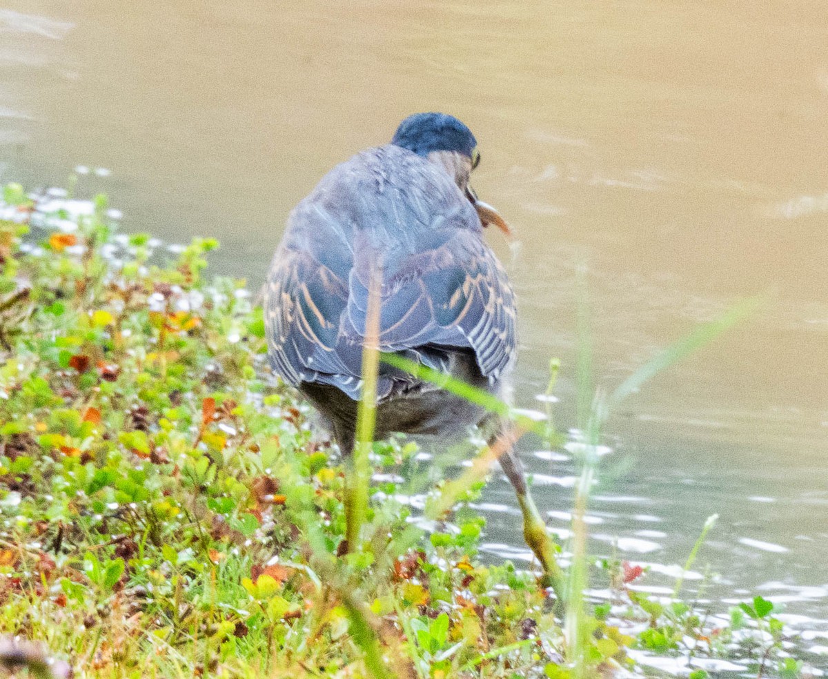 Striated Heron - ML616808901