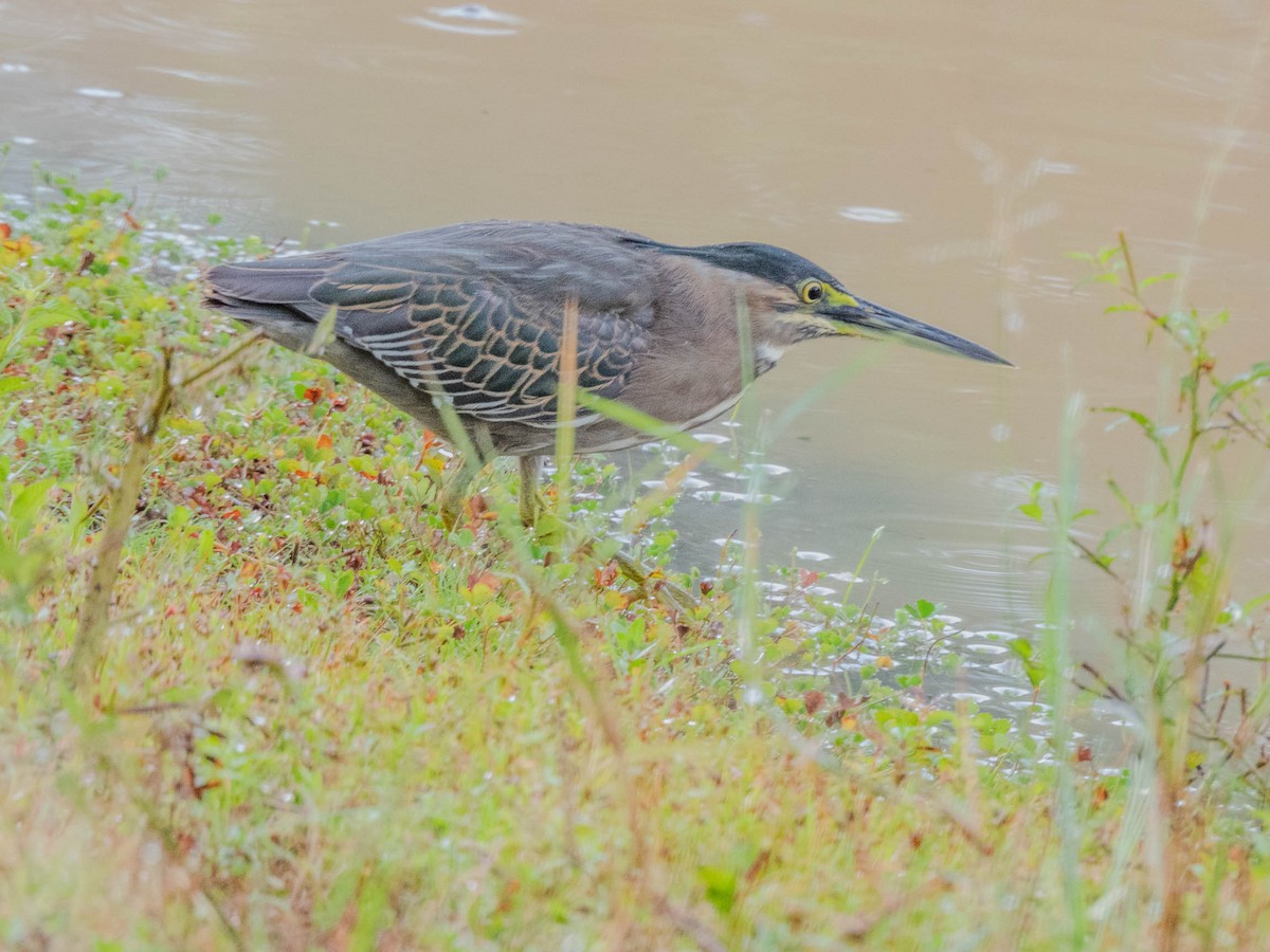 Striated Heron - ML616808903