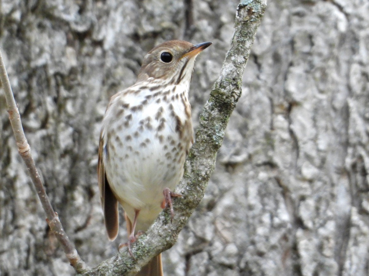 Hermit Thrush - ML616808905