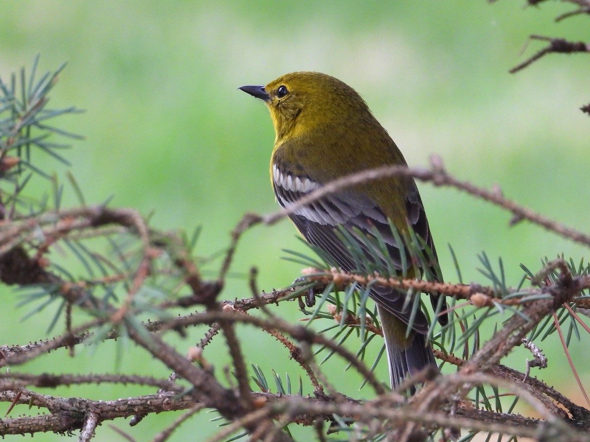 Pine Warbler - Samuel Belley