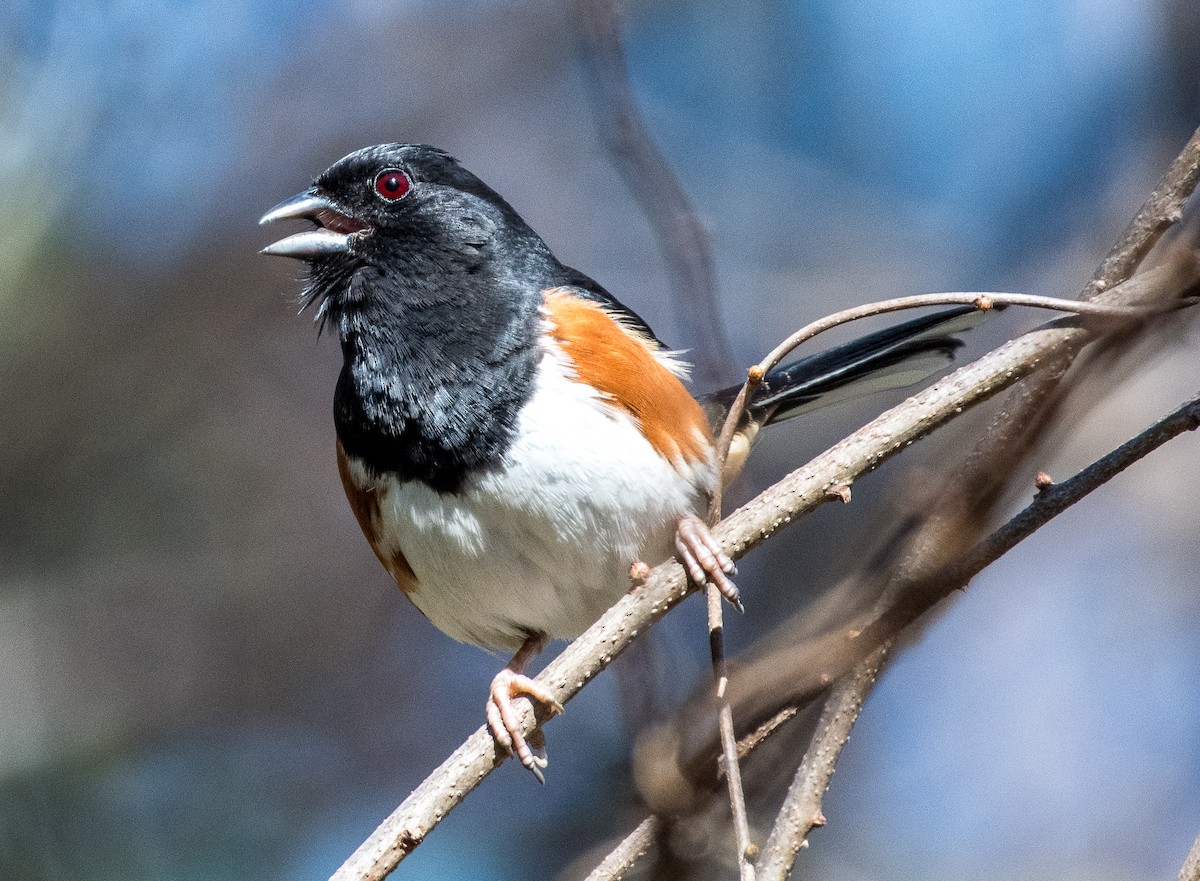 Eastern Towhee - ML616808953