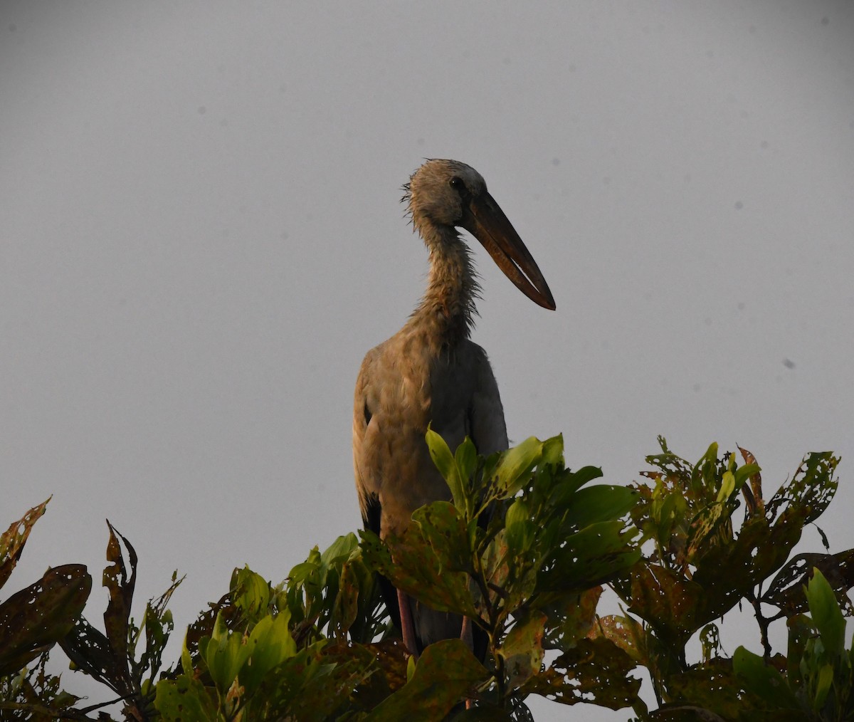 Asian Openbill - ML616808992