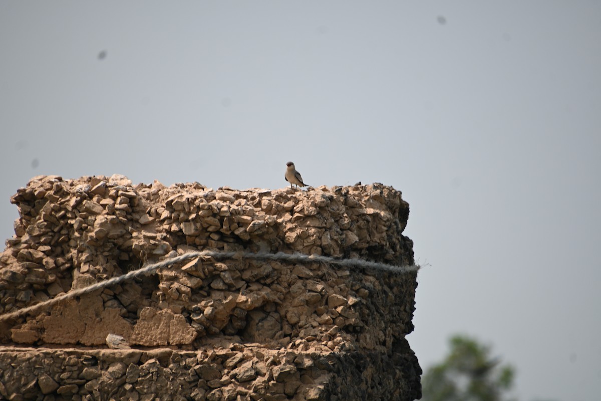 Small Pratincole - ML616808993