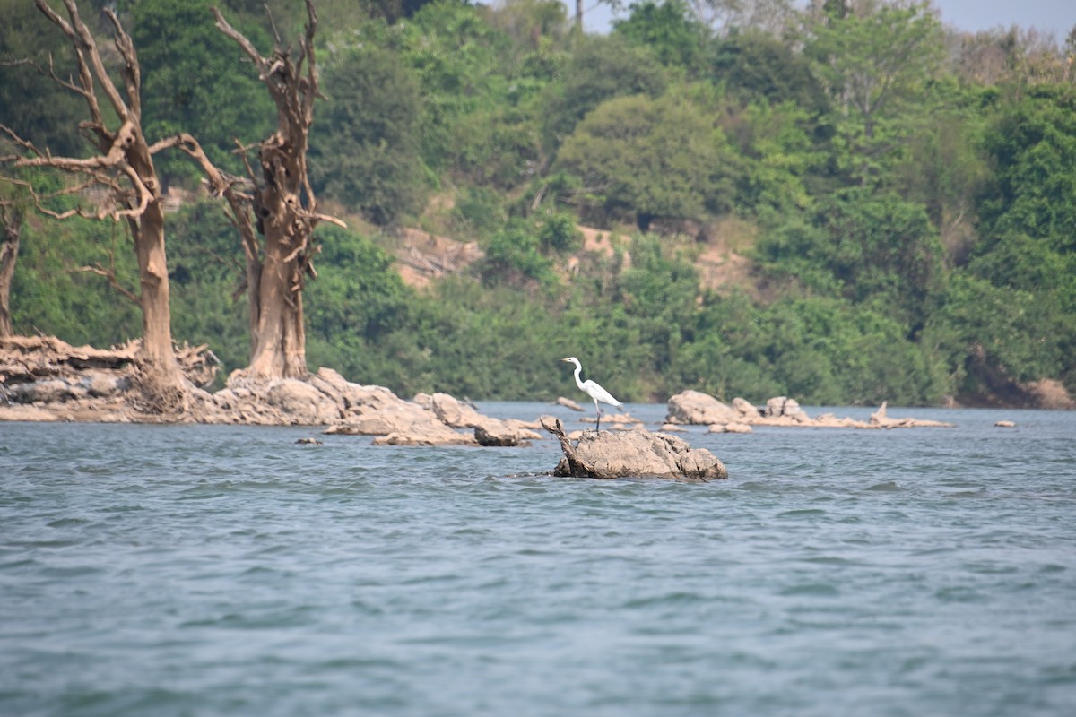 Little Egret - ML616809013