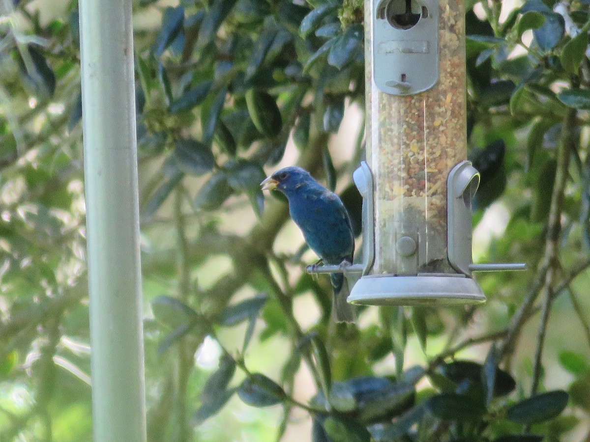 Indigo Bunting - David & Jill Kaminski