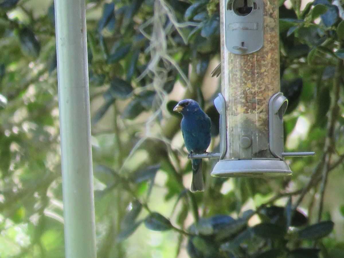 Indigo Bunting - David & Jill Kaminski