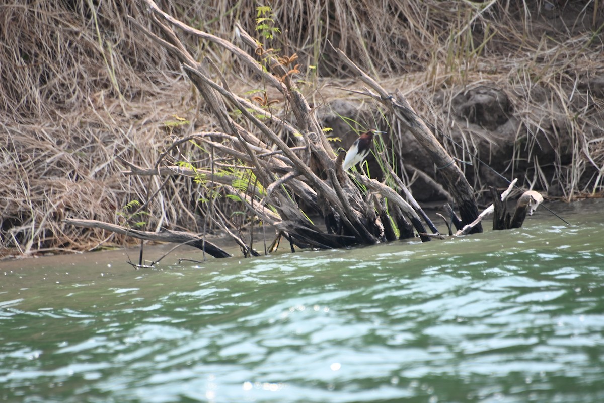 Chinese Pond-Heron - ML616809021