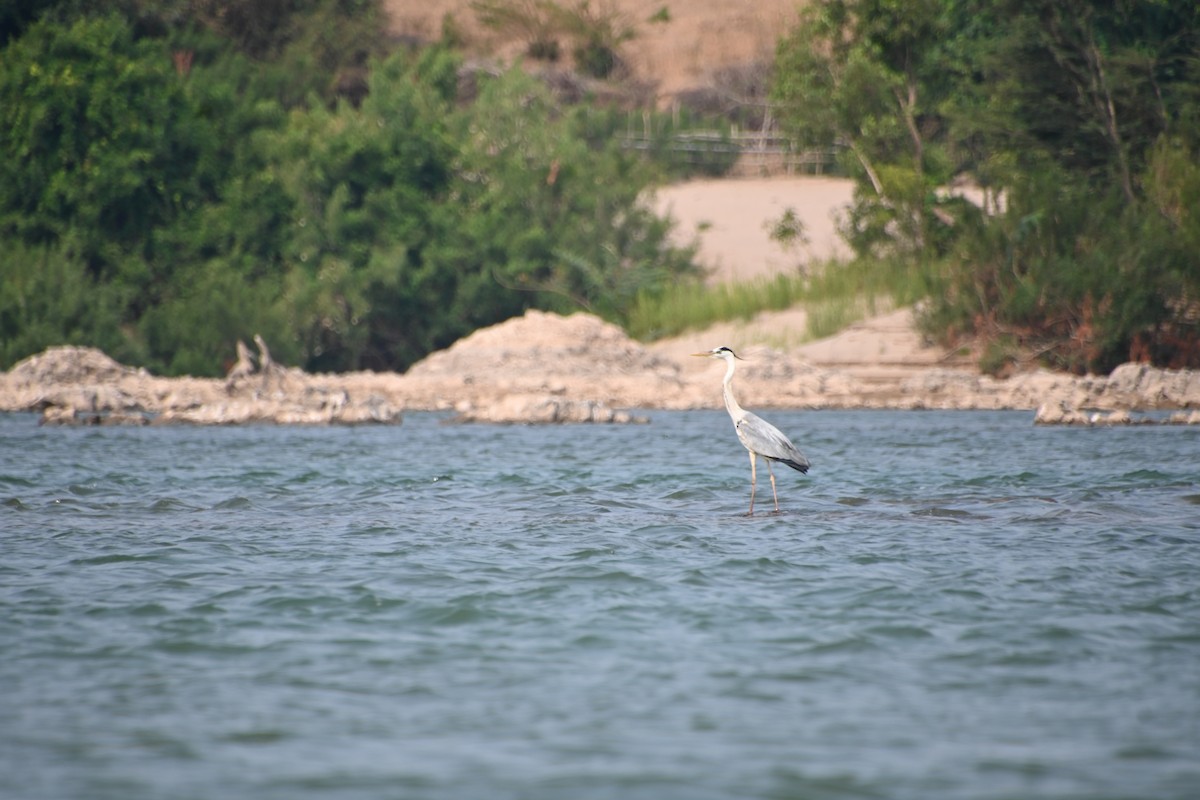 Gray Heron - ML616809029