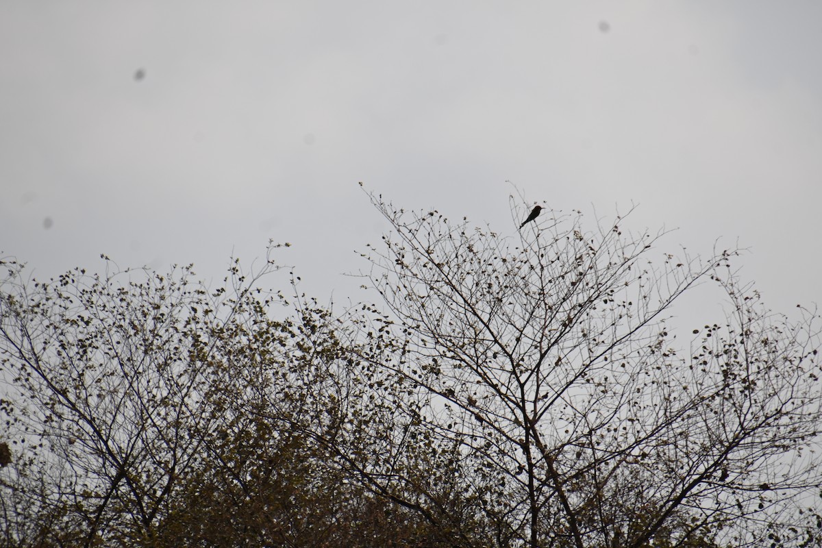 Asian Green Bee-eater - ML616809030