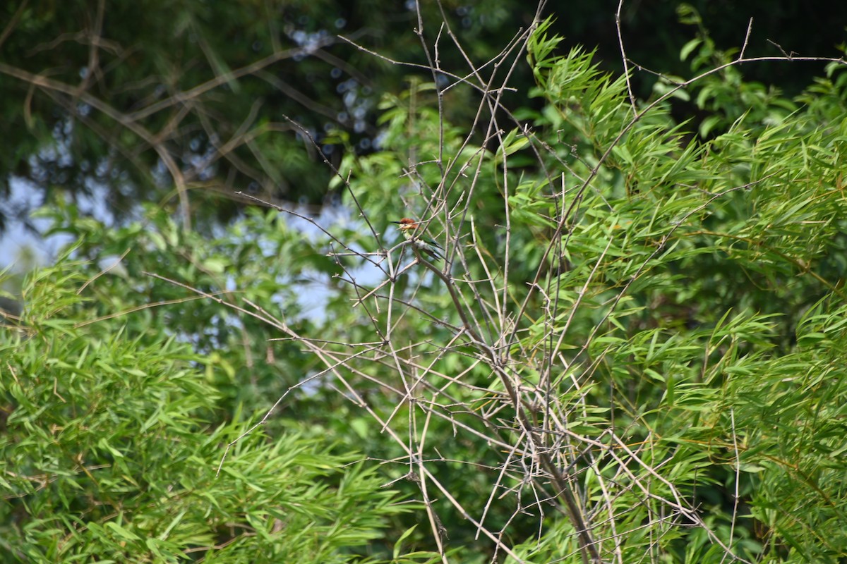 Chestnut-headed Bee-eater - Ian Baird