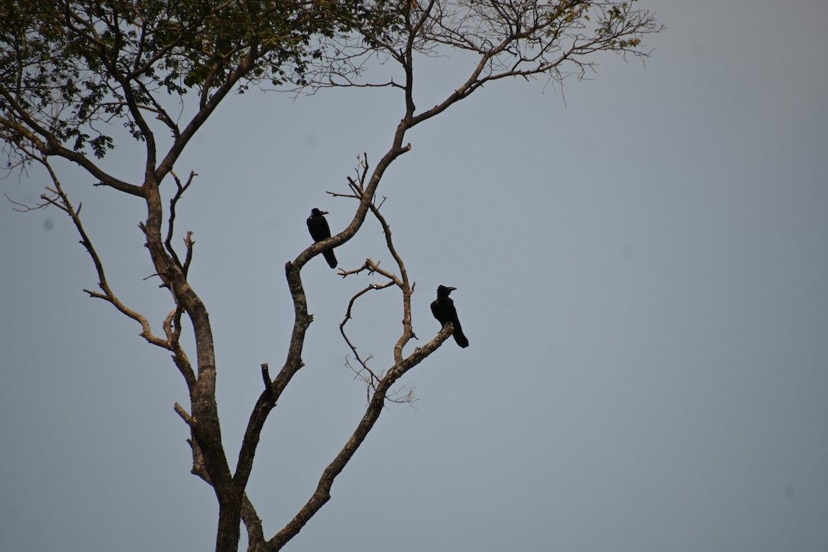 Corbeau à gros bec - ML616809038