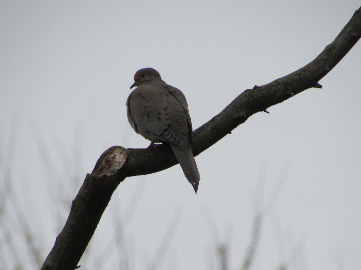 Mourning Dove - ML616809099